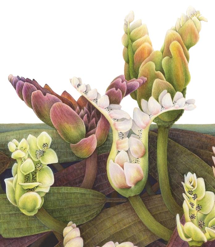 Aponogeton distachyos - waterblommetjie